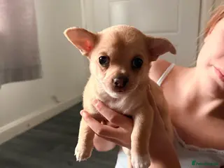 Chihuahua dogs * White girl sold* beautiful female Chihuahua - Advert 2