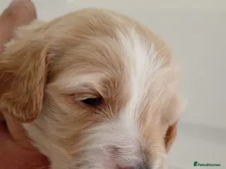 Cockapoo dogs P,r,a clear cockapoo f1 - Advert 3