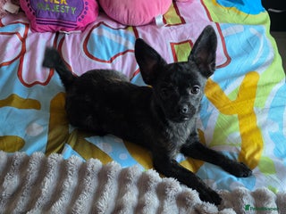 French Bulldog dogs ❤️⭐️ ONE GIRL Frenchie pom LEFT ❤️⭐️ - Advert 20