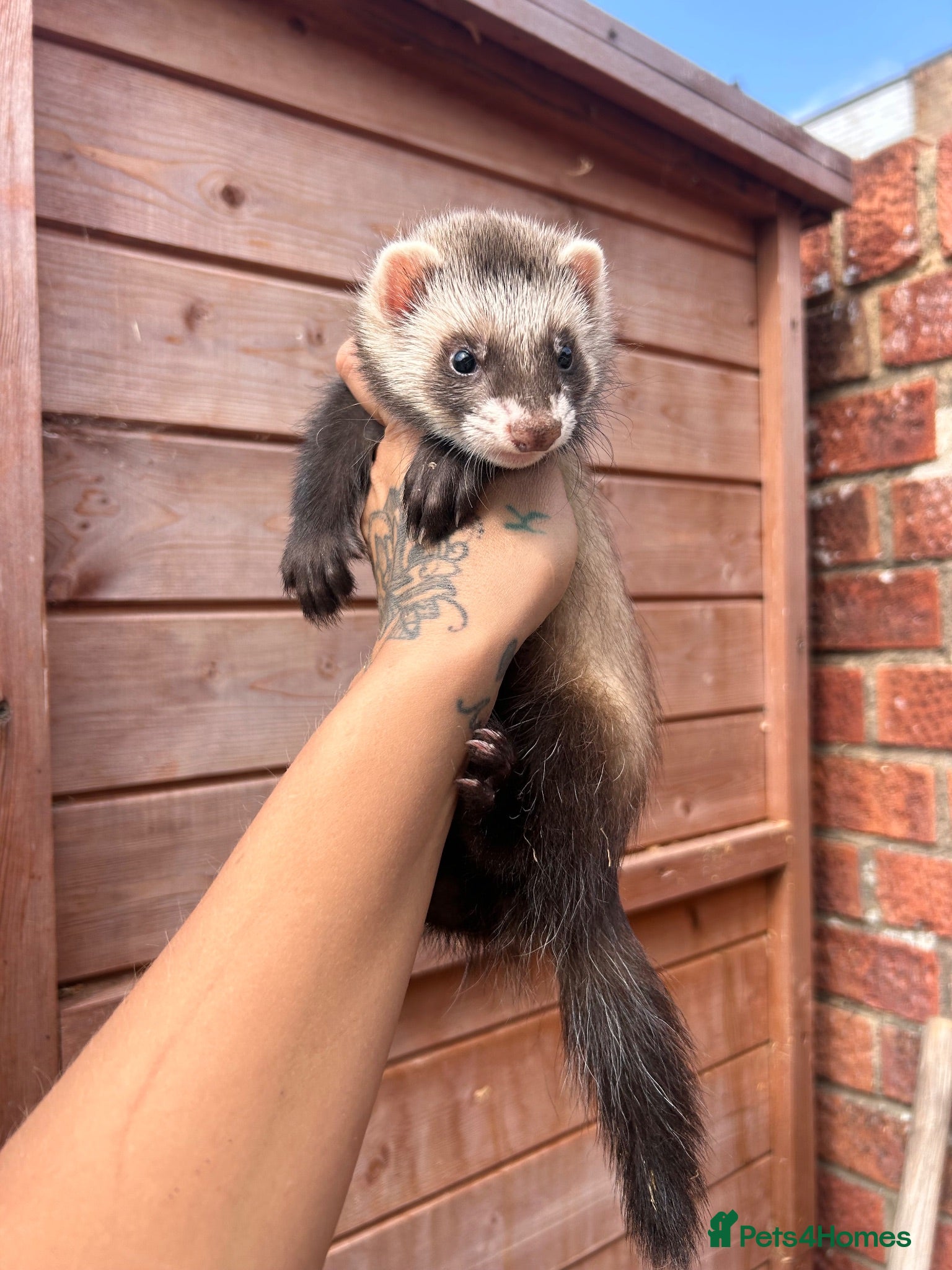 Ferret rodents Semi angora Hob last one for the season  - Advert 16