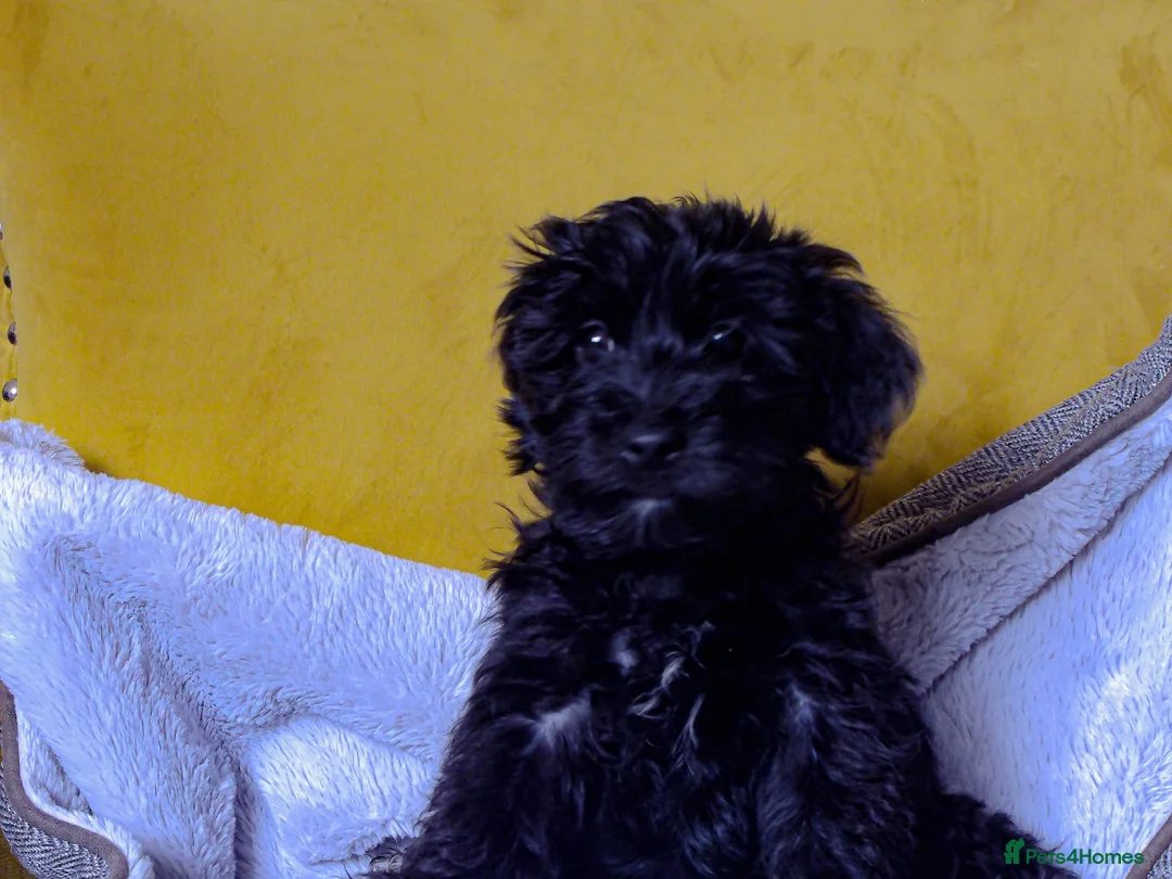 Mixed Breed dogs for sale: Adorable Morkie-Poo’s Pups for sale  - Advert 2