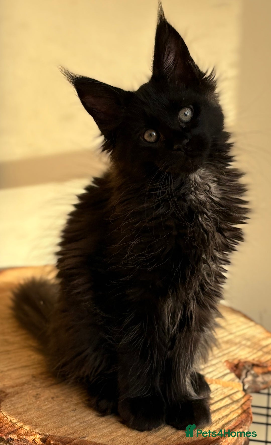 Maine Coon cats for sale: Beautiful Maine coon kittens - Advert 18