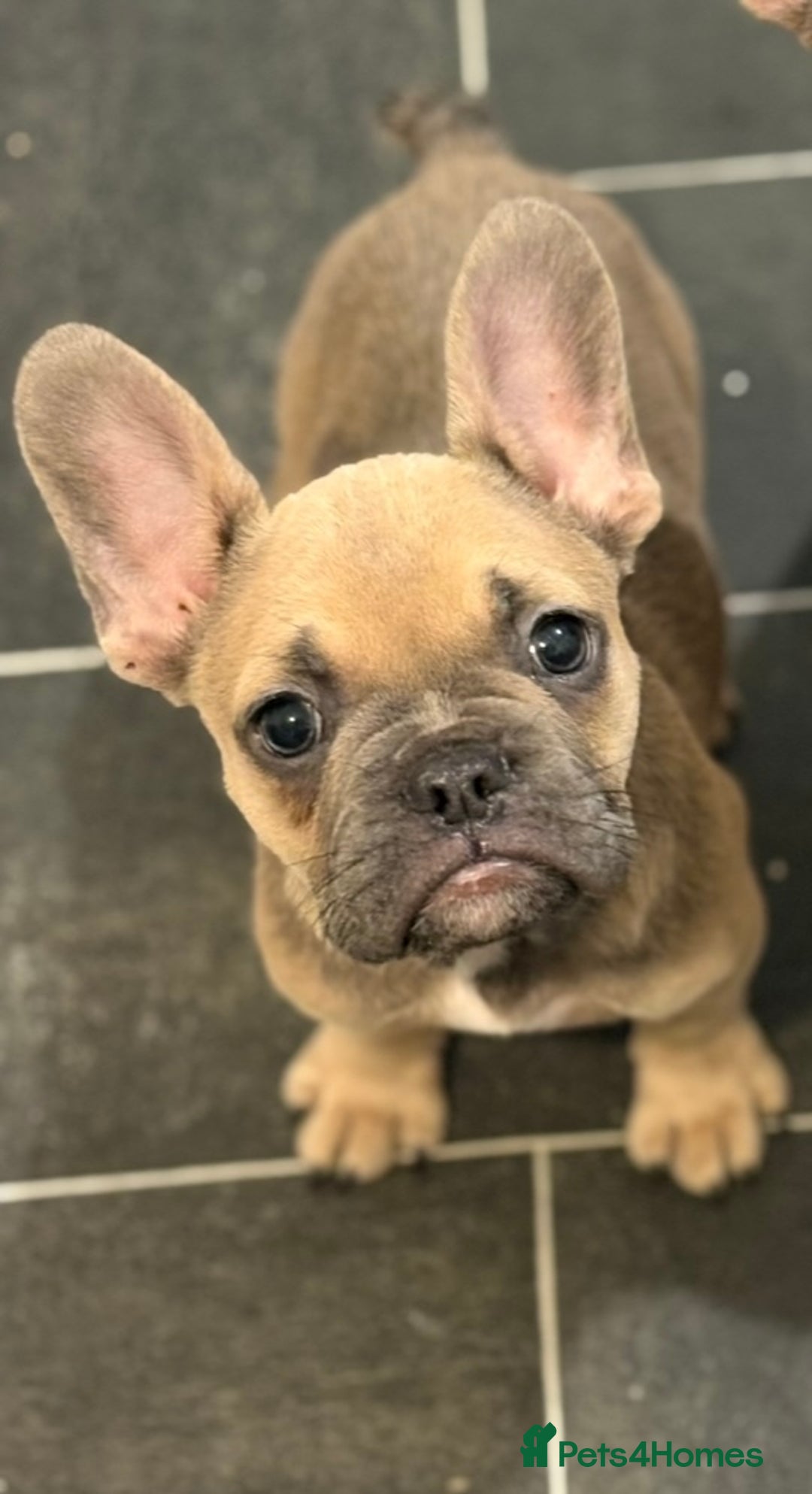 French Bulldog dogs for sale: *REDUCED* French bulldog puppie - Advert 1