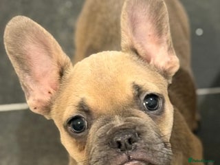 French Bulldog dogs *REDUCED* French bulldog puppie - Advert 12