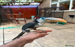 Softbills birds for sale: Silly tame curl created baby for sale  - Image 3
