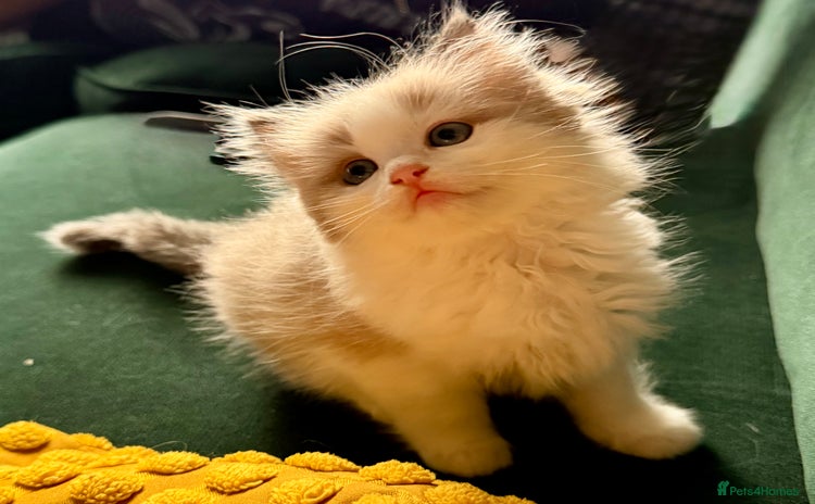 Ragdoll cats - Advert 16