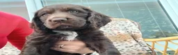 Sprocker dogs for sale: Show f1 Sprocker spaniel puppies - Advert 18