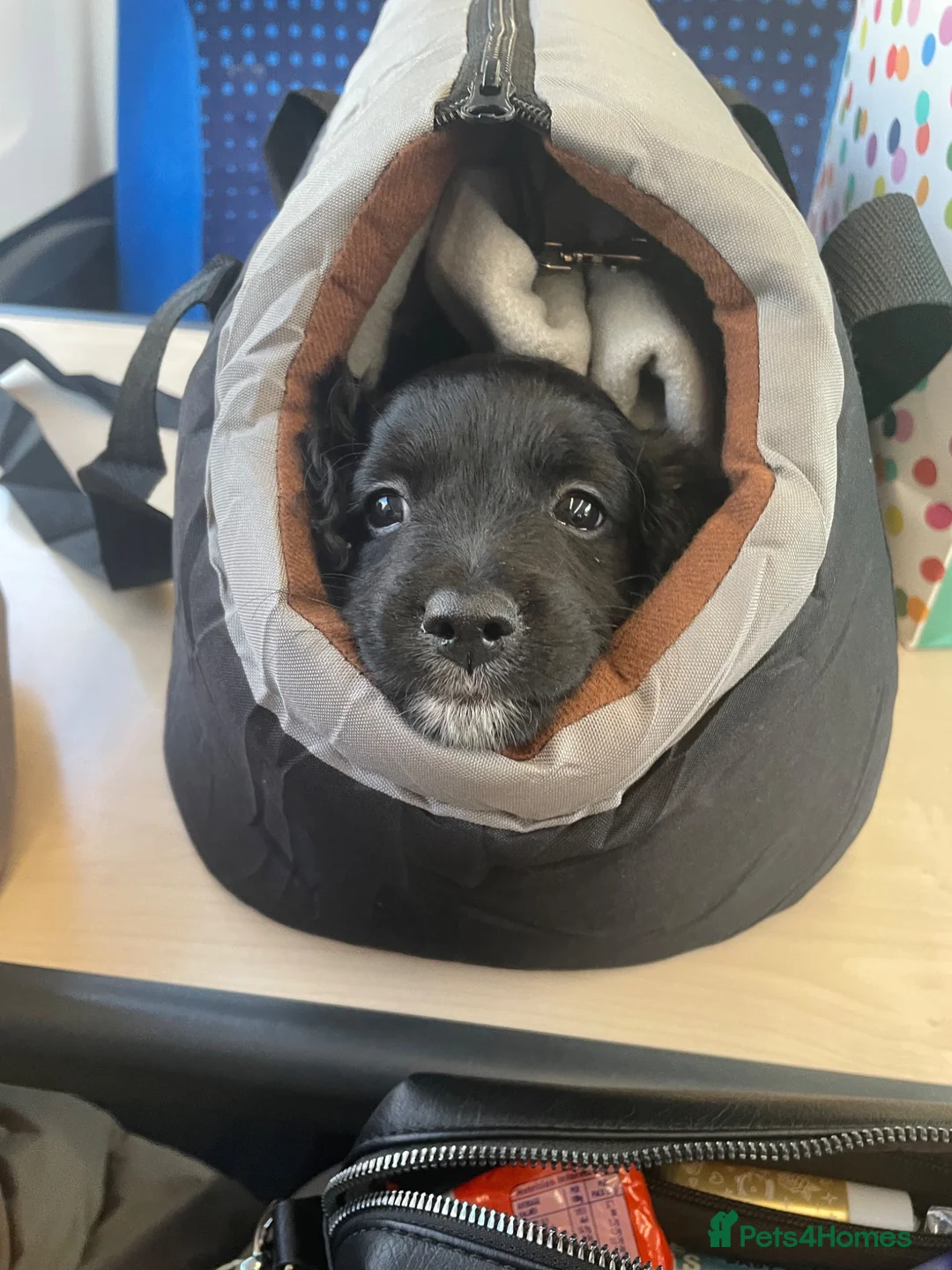 Mixed Breed dogs for sale: Honey  - Advert 3