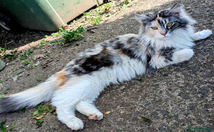 Maine Coon cats - Advert 14