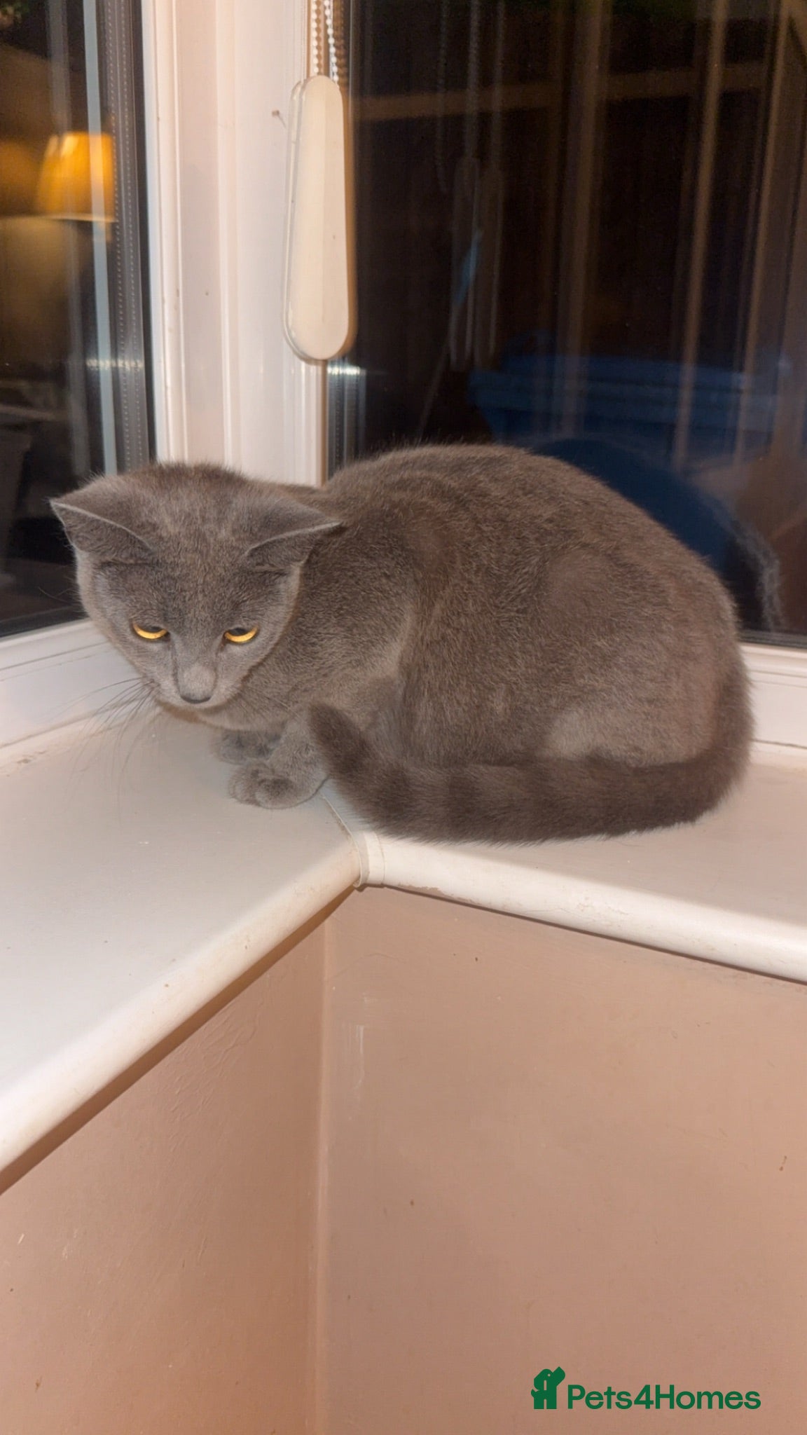 British Shorthair cats friendly bsh cat looking for a new home  - Advert 4