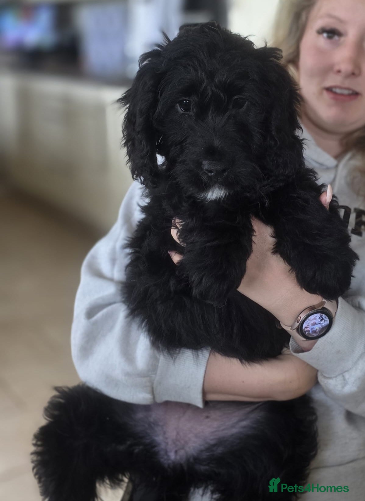 Goldendoodle dogs * 1 LEFT * F1 Goldendoodle Puppies - Advert 3