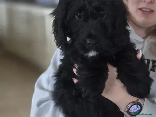 Goldendoodle dogs * 1 LEFT * F1 Goldendoodle Puppies - Advert 1