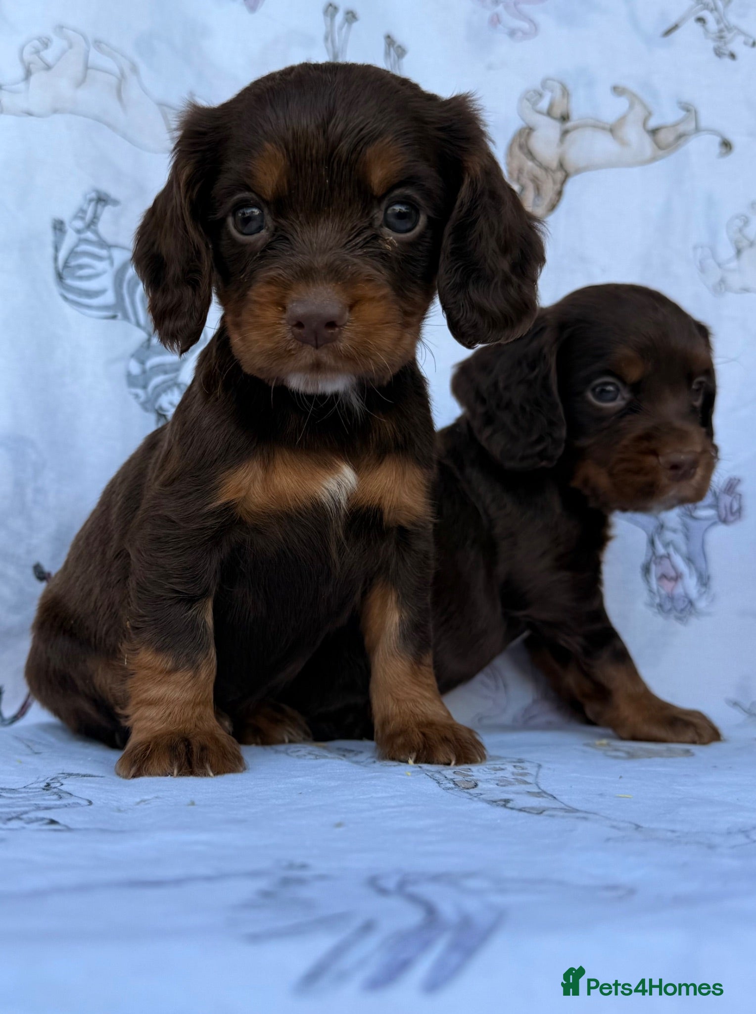 Cocker Spaniel dogs Working Type Cocker Spaniel puppies - Advert 4