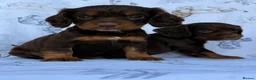 Cocker Spaniel dogs for sale: Working Type Cocker Spaniel puppies in Faringdon - Advert 1