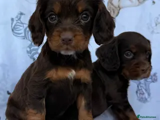 Cocker Spaniel dogs Working Type Cocker Spaniel puppies - Advert 6