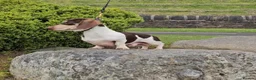 Miniature Dachshund dogs for stud: Kinder piebald miniature dachshund stud kc in Blackburn - Advert 12