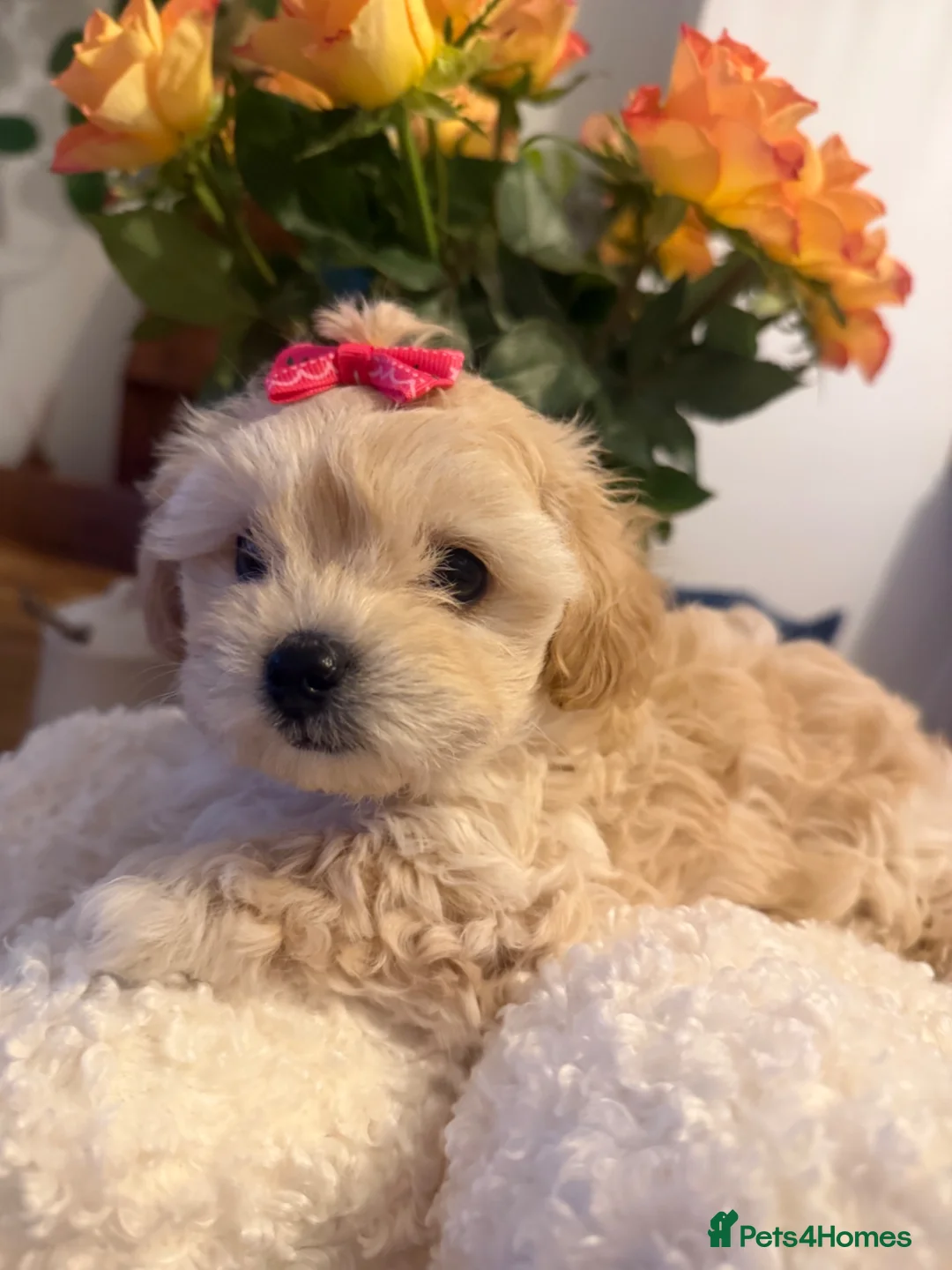 Maltipoo dogs for sale: Maltipoo  - Advert 2