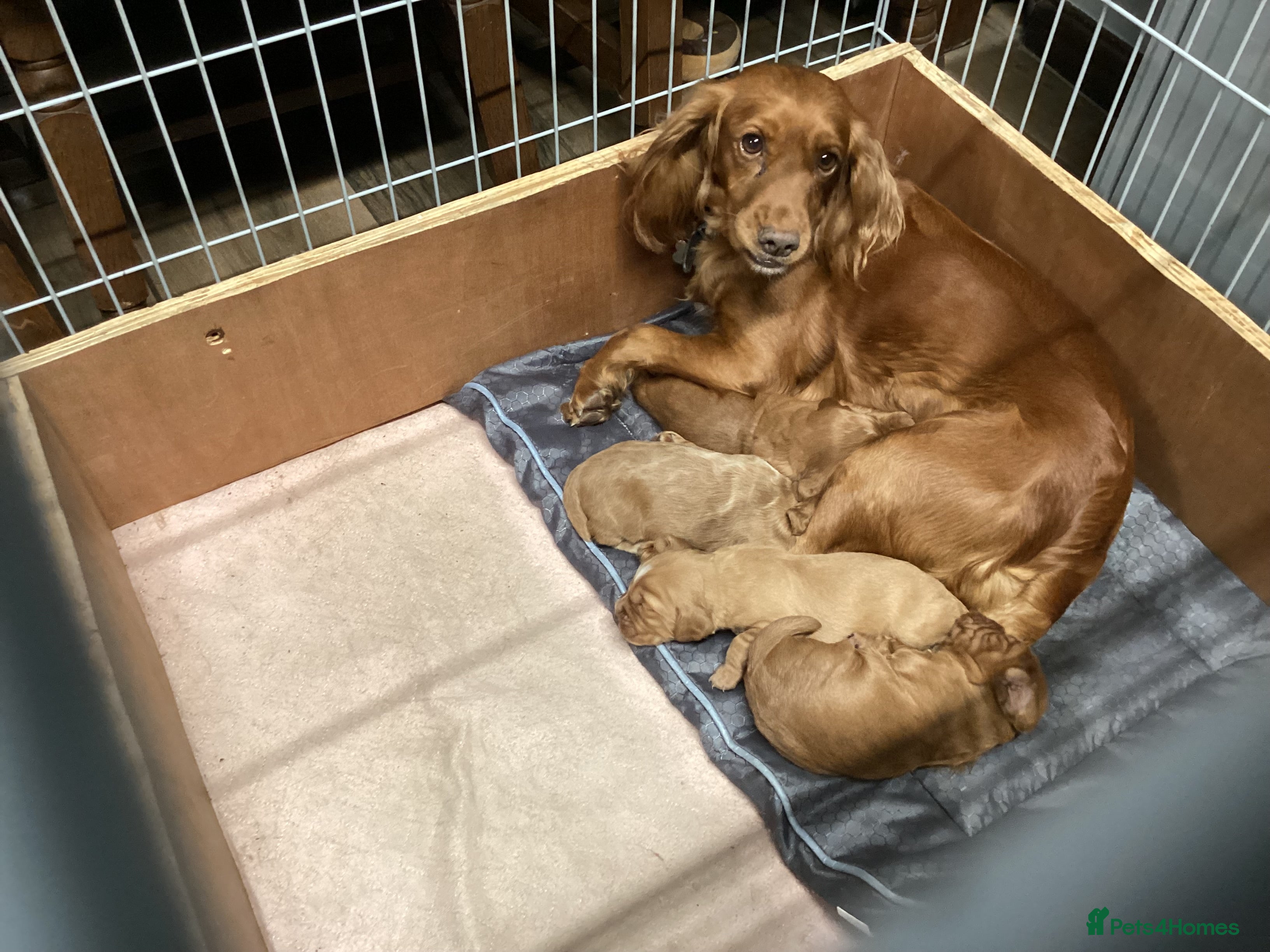 Cocker Spaniel dogs Cocker Spaniel pups, KC reg, health tested parents - Advert 7