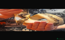 Python Snake reptiles for sale: Ball pythons and full setups for sale  - Image 2