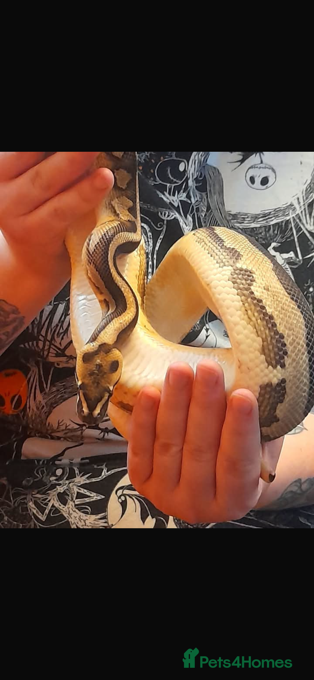 Python Snake reptiles for sale: Ball pythons and full setups for sale  - Image 2
