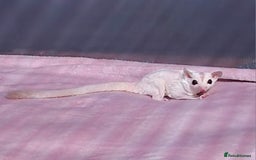 Sugar Glider rodents for sale: Beautiful twin Leucistic Sugar gliders - Image 12