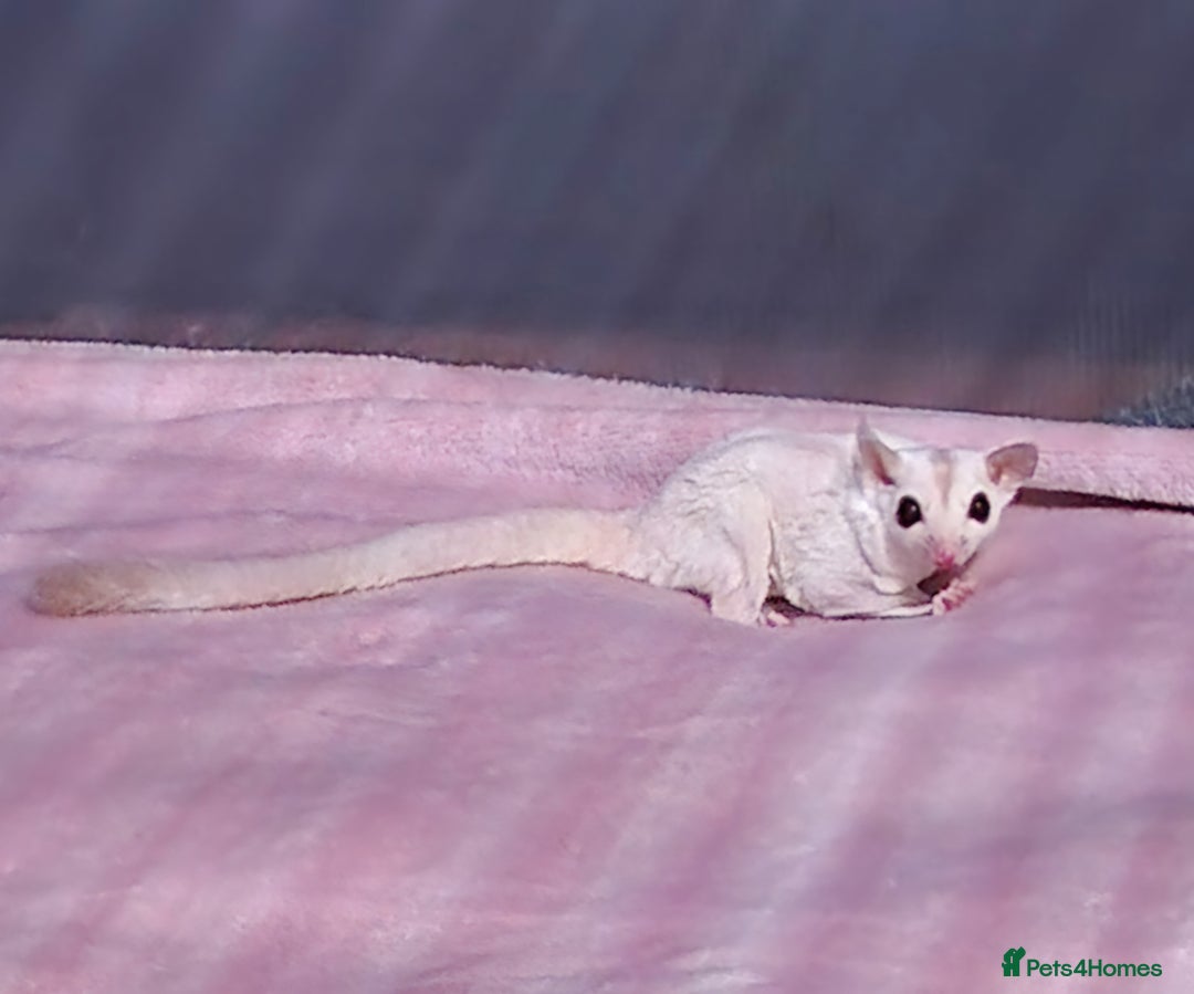 Sugar Glider rodents for sale: Beautiful twin Leucistic Sugar gliders - Image 12