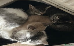 Ragamese cats for sale: Beautiful ragamese/bengal  - Image 16