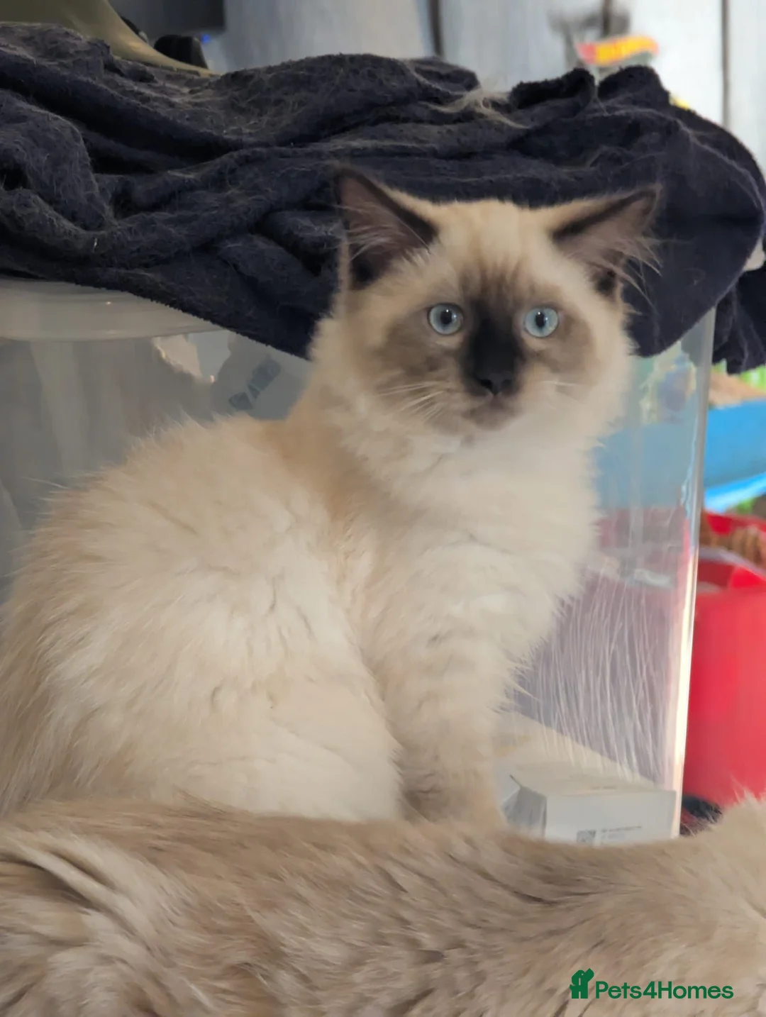 Ragdoll cats for sale: Colour point ragdoll - Advert 3