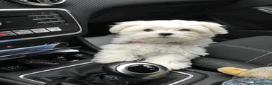 Maltese 1