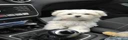 Maltese dogs for sale: MALTESE GIRL - Advert 1