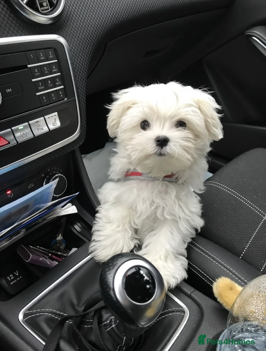 Maltese dogs for sale: MALTESE GIRL - Advert 1