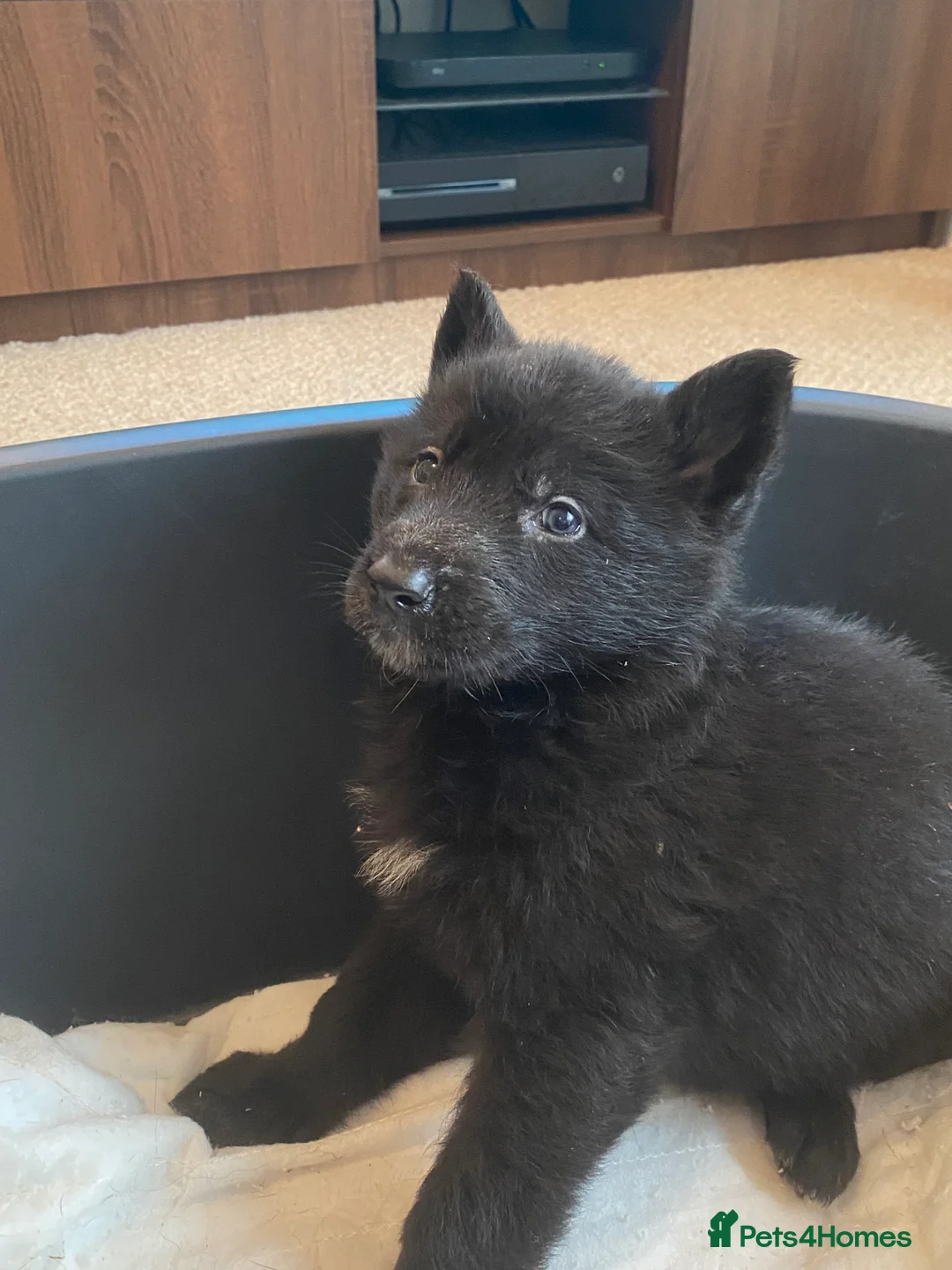 German Shepherd dogs for sale: German shepherd puppies  - Advert 34