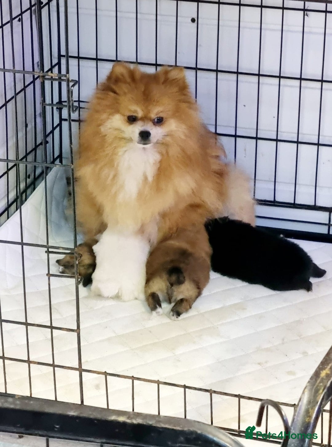 Pomeranian dogs for sale: Pomeranian - Advert 6