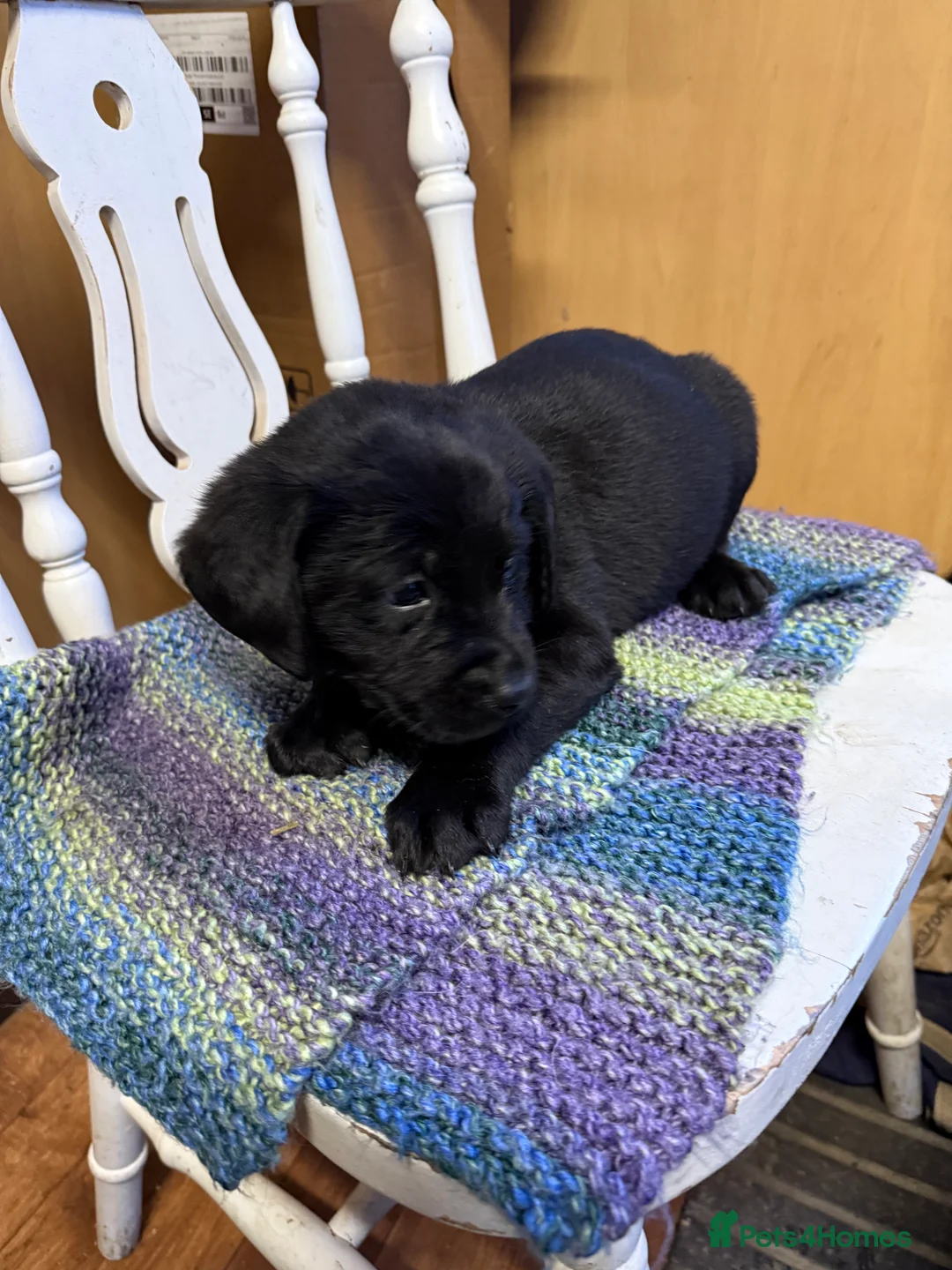 Labrador Retriever dogs for sale: 4 stunning black lab puppies - Advert 9