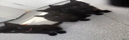 Mixed Breed cats for sale: Balinese X British short hair Black fluffy kittens - Advert 10