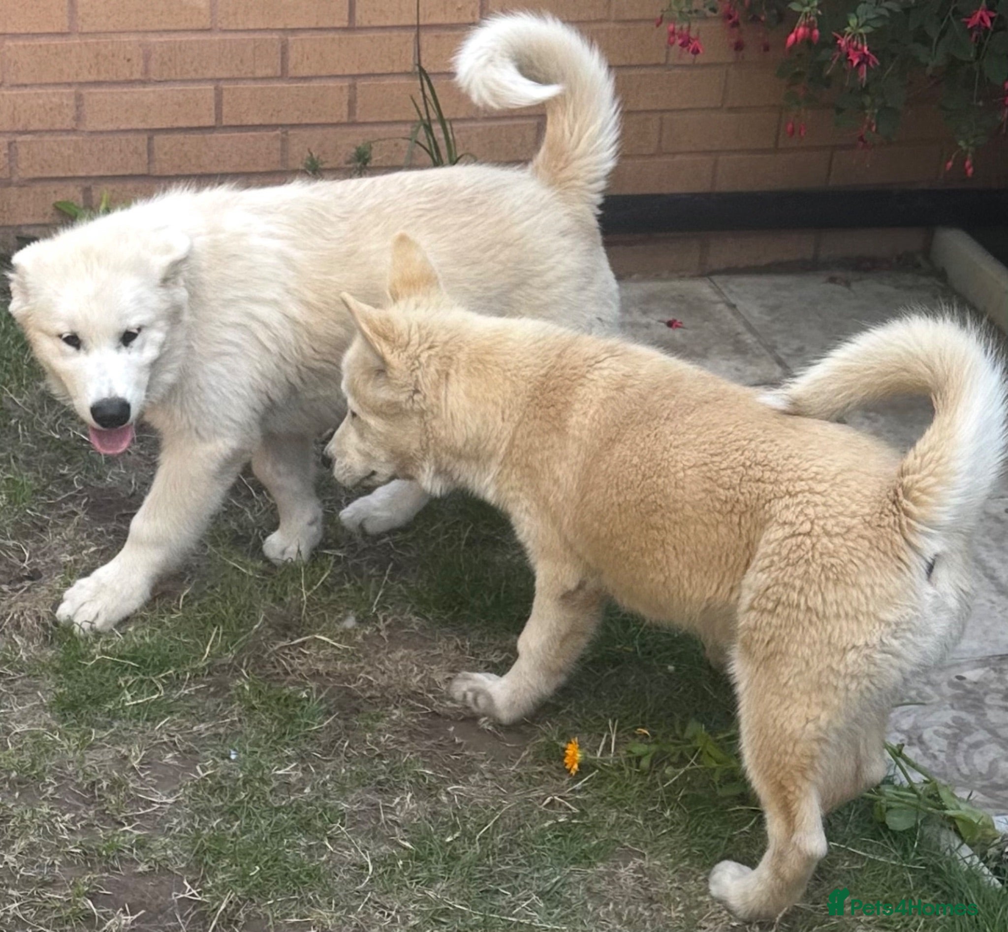 Alaskan Malamute dogs Beauties looking for their Beast - Advert 1