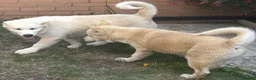 Alaskan Malamute dogs for sale: 2 females and 2 males left - Advert 19