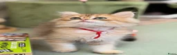 British Shorthair cats for sale: British shorthair/longhair golden kittens  - Advert 25