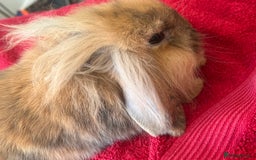 Lionhead rabbits for sale: Female rabbit  - Image 5