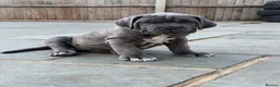 Mixed Breed dogs for sale: Neapolitan mastiff - Advert 4