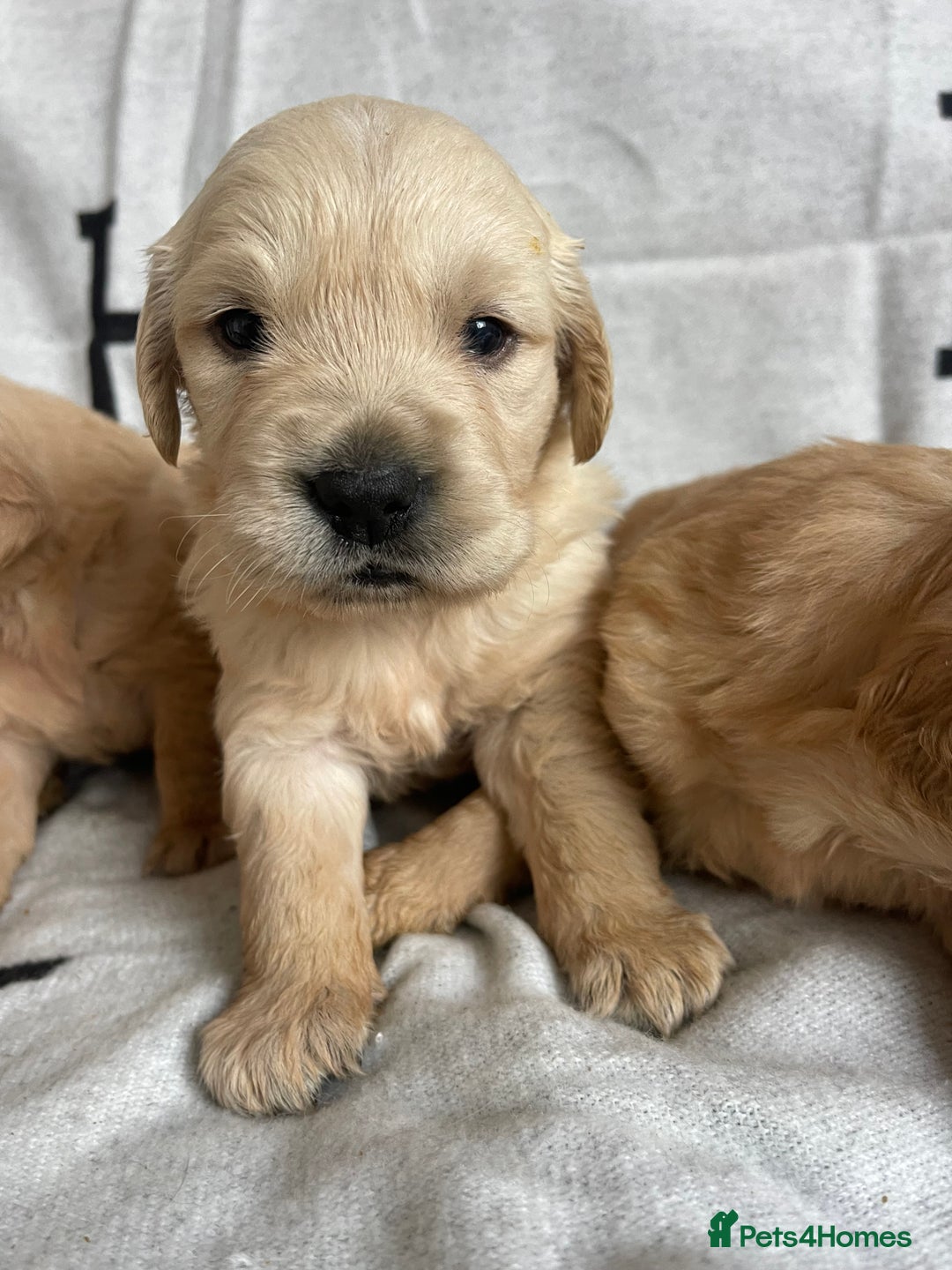 Golden Retriever dogs for sale: BEAUTIFUL DNA TESTED RETRIEVERS - Advert 4