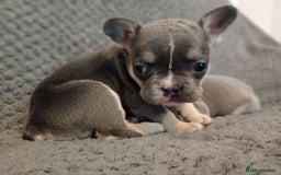 French Bulldog dogs for sale: 💥Two Amazing french bulldogs caring pink🐶 - Image 2