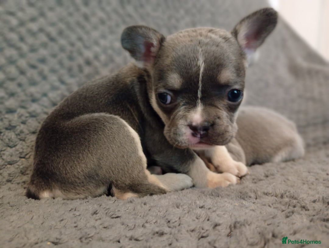 French Bulldog dogs for sale: 💥Two Amazing french bulldogs caring pink🐶 - Image 2