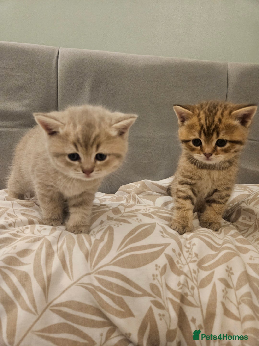 British Shorthair cats for sale: British Shorthair kittens! MALE BACK AVAILABLE!  - Advert 16