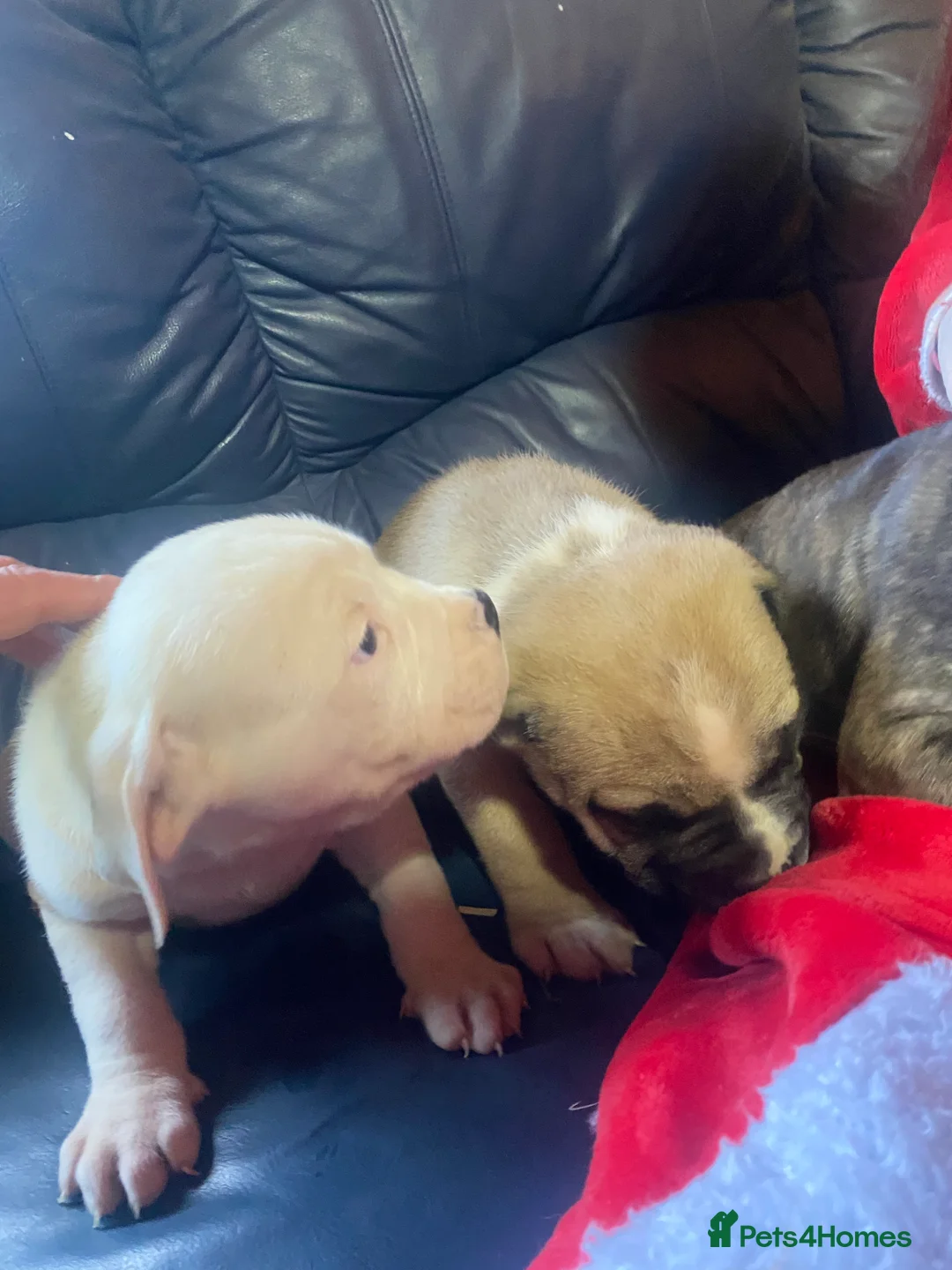 American Bulldog dogs for sale: American bulldog  - Advert 27