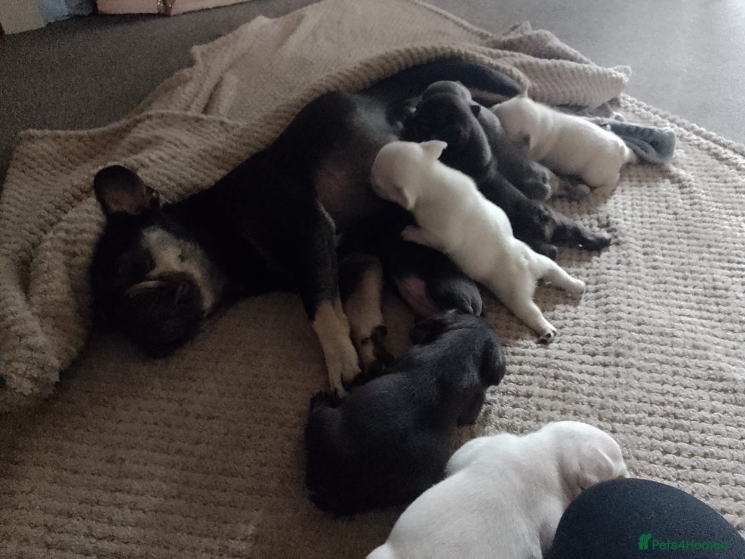French Bulldog dogs for sale: Fully vaccinated females, males vet checked  - Image 2
