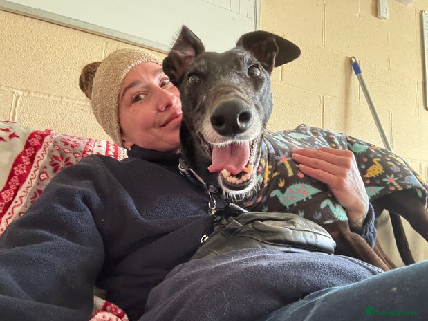 Greyhound dogs Iris - Advert 1