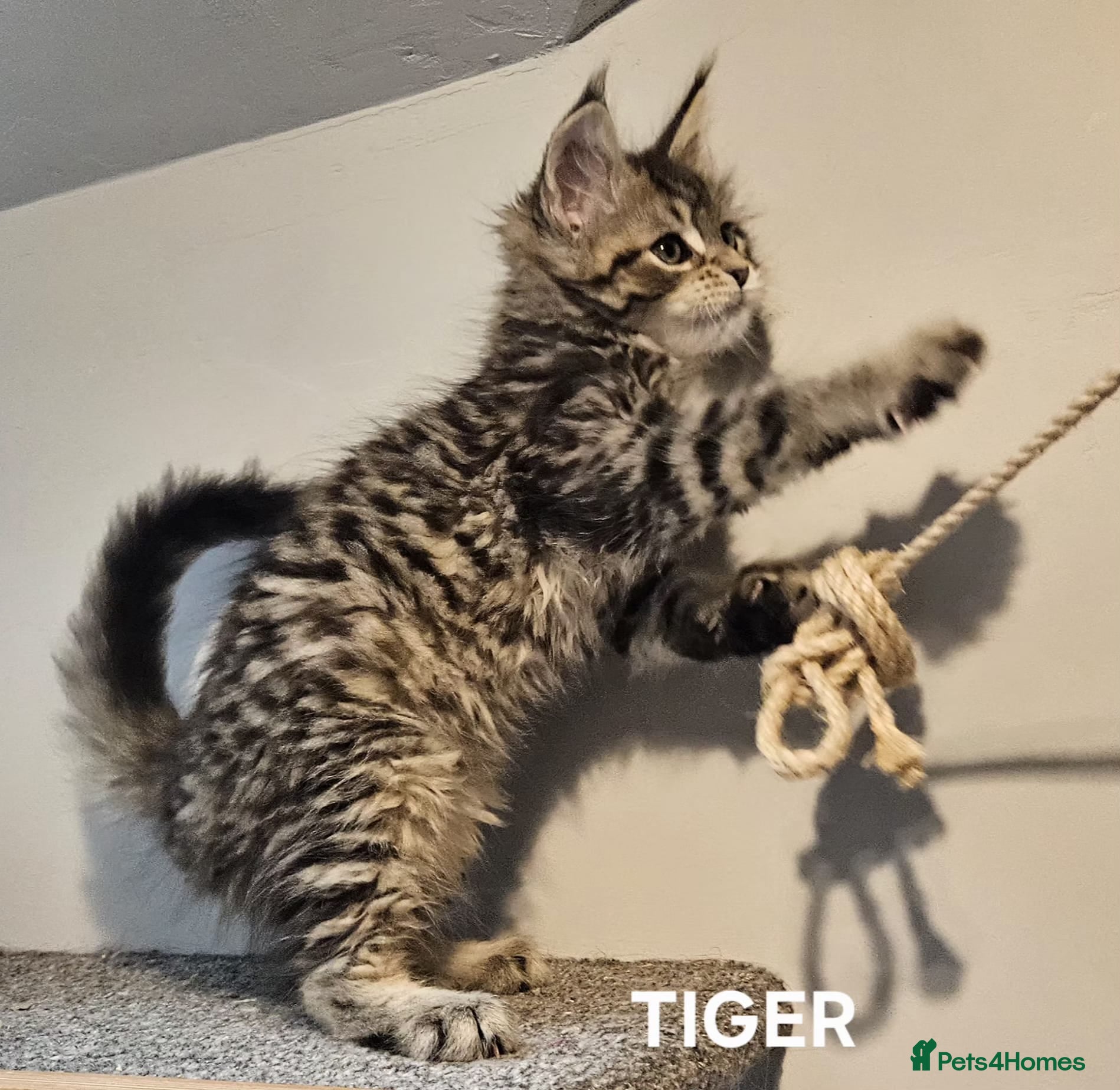 Maine Coon cats Large Maine Coon kittens regd European bloodline  - Advert 1