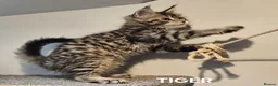 Maine Coon cats for sale: Large Maine Coon kittens regd European bloodline  - Advert 10