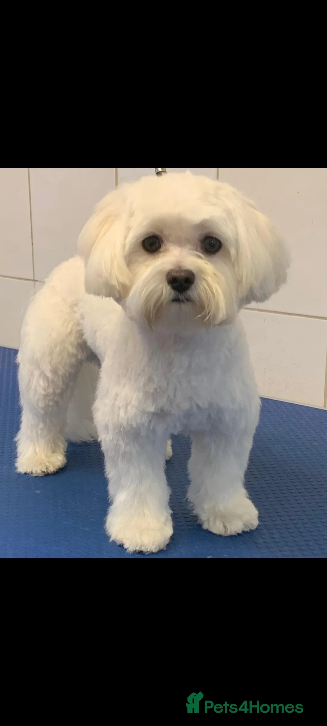 Maltese dogs for stud: KC registered Maltese for Stud duties (Proven) in Doncaster - Advert 6